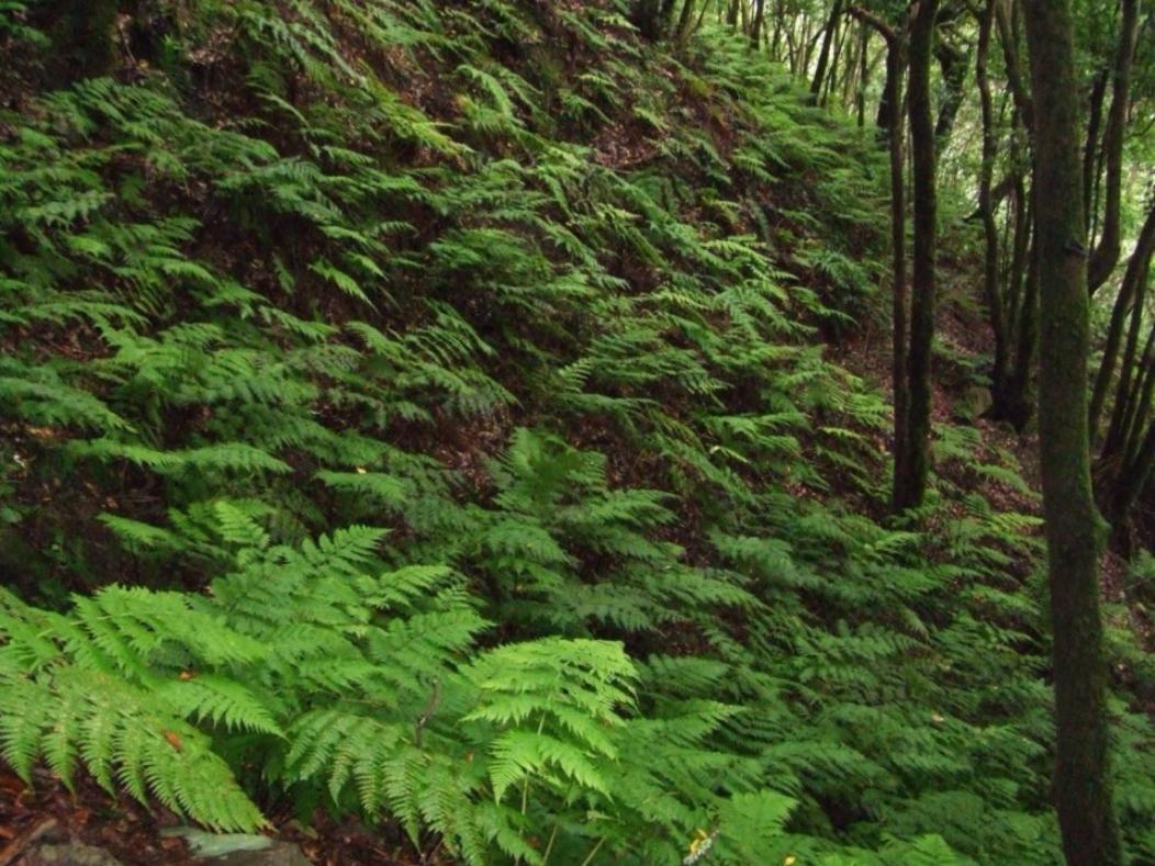 Casa Del Cu Bano B- Biosphere Reserve Santa Cruz de Tenerife Zewnętrze zdjęcie